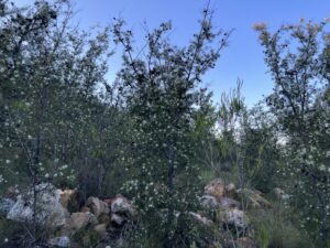 Hakea